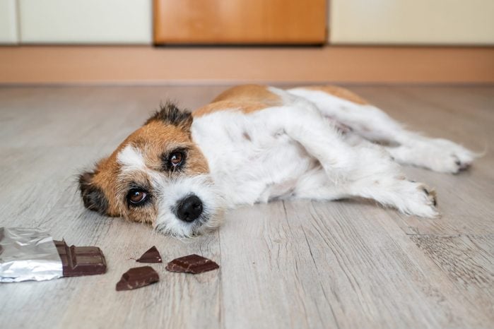 Small mixed-breed dog with chocolate and abdominal pain on the ground