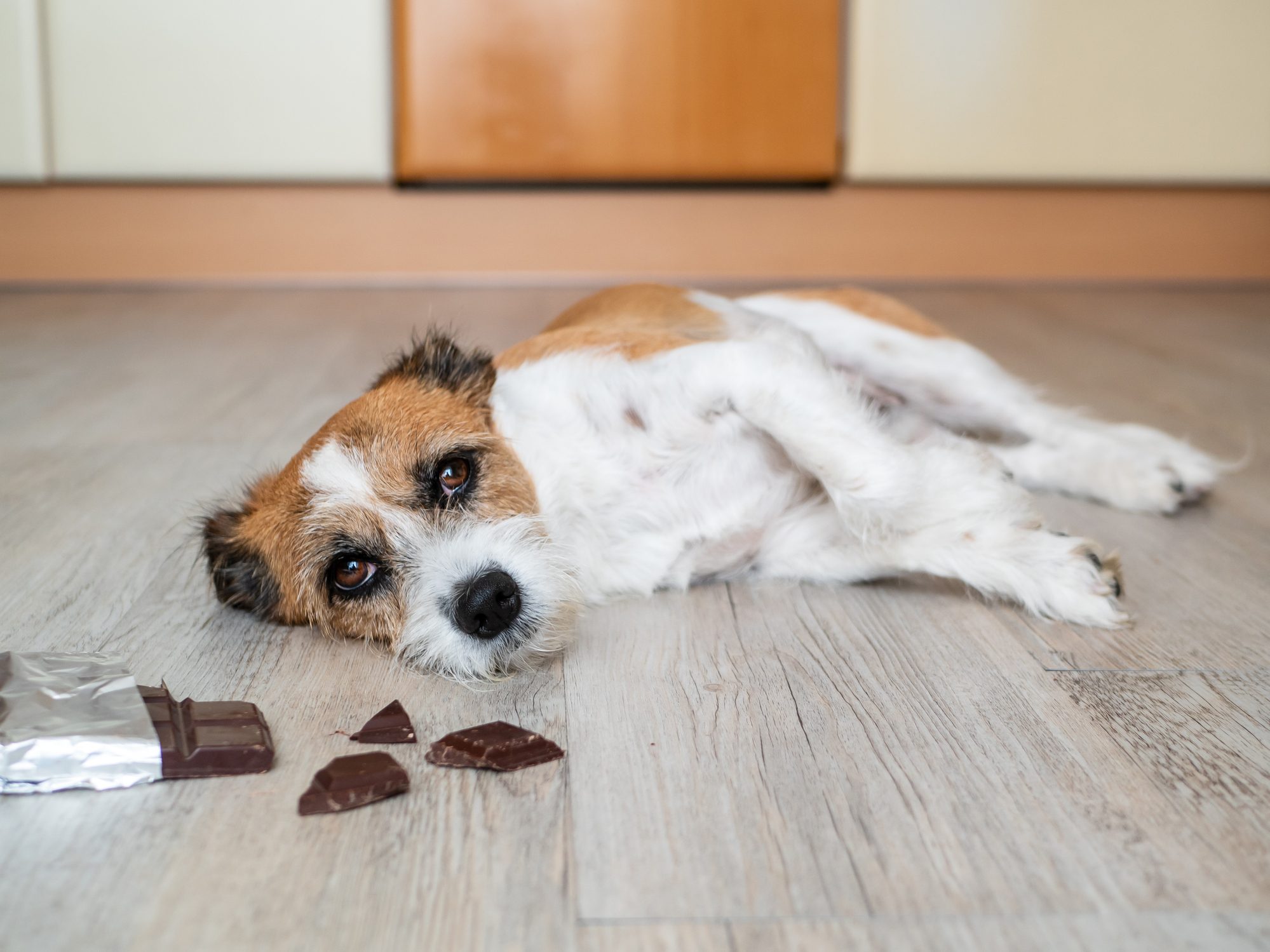 Small mixed-breed dog with chocolate and abdominal pain on the ground