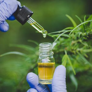 gloved hands holding a cbd vial and dropper against a cbd plant background