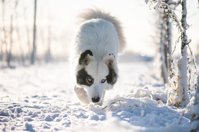 Yakutian Laika dog walking in the snow