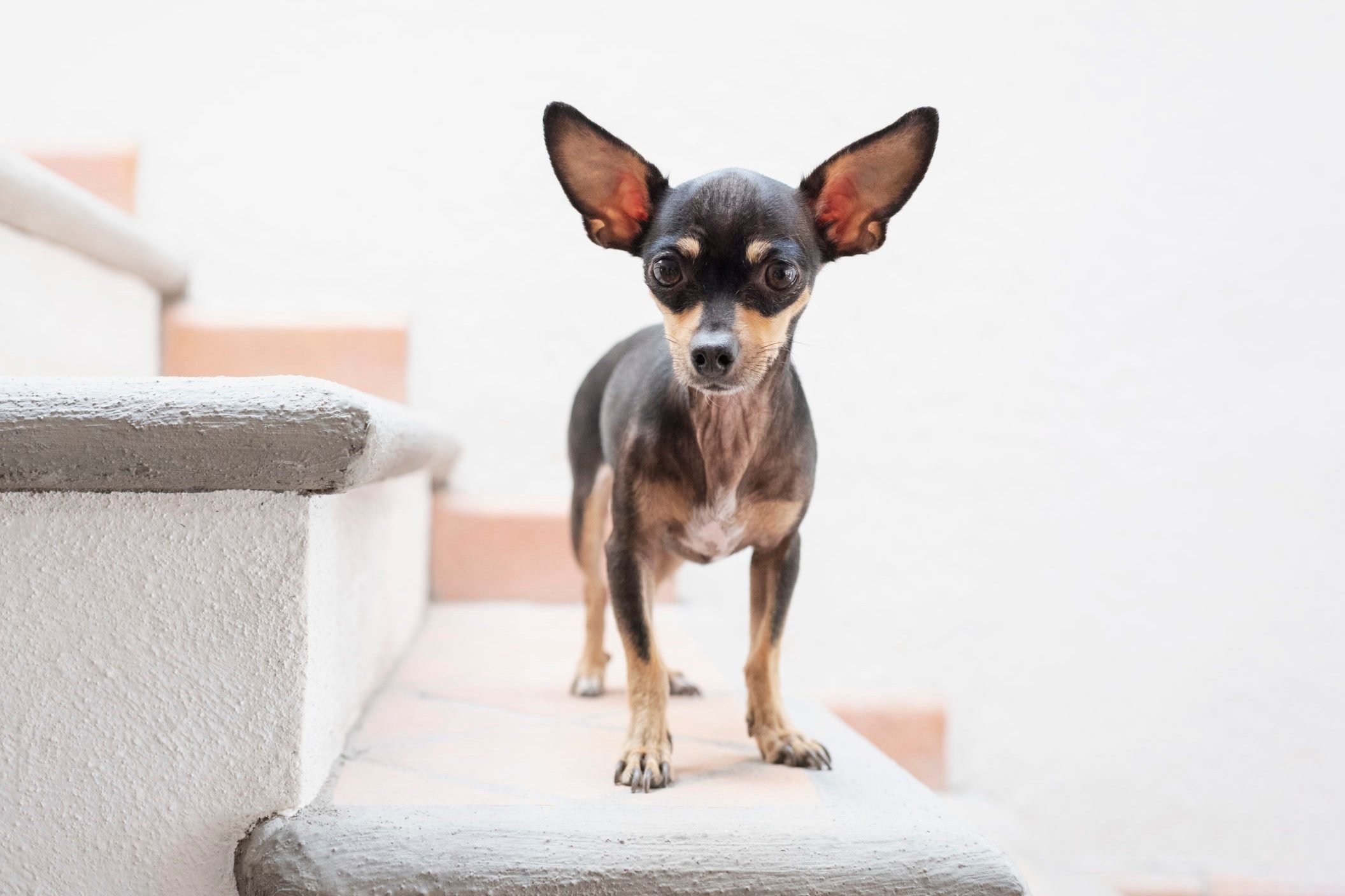 Chihuahua standing on stairs looking at camera