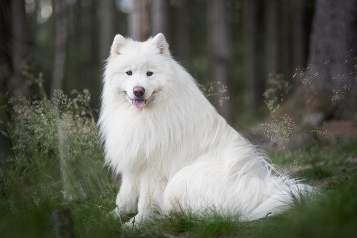 portrait of Samoyed dog in the forest