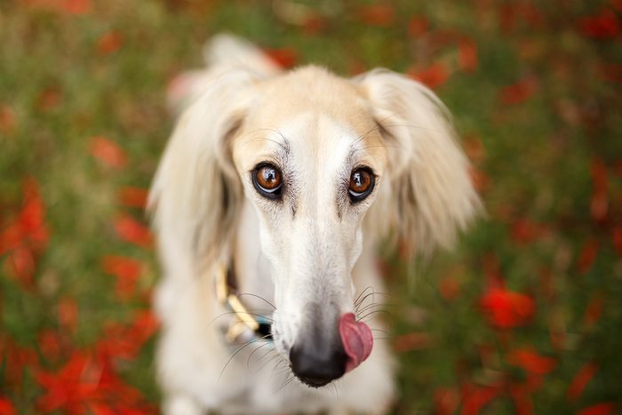 Saluki dog looking at camera and licking his snout in the park