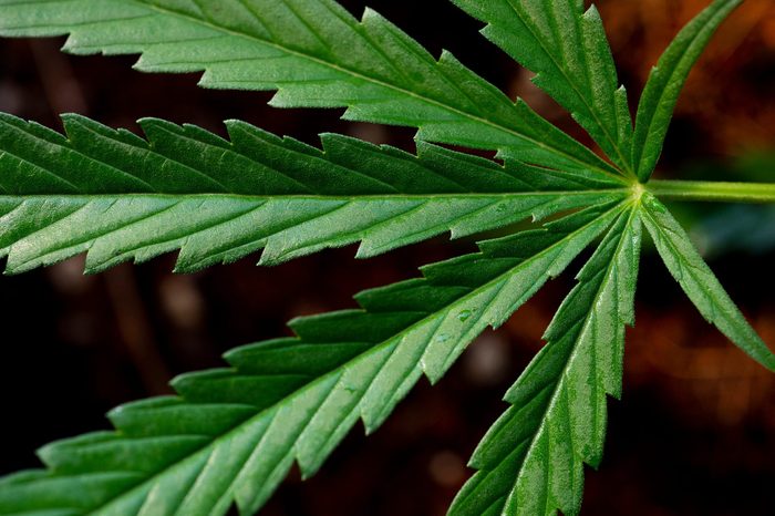 close up of sativa cannabis plant