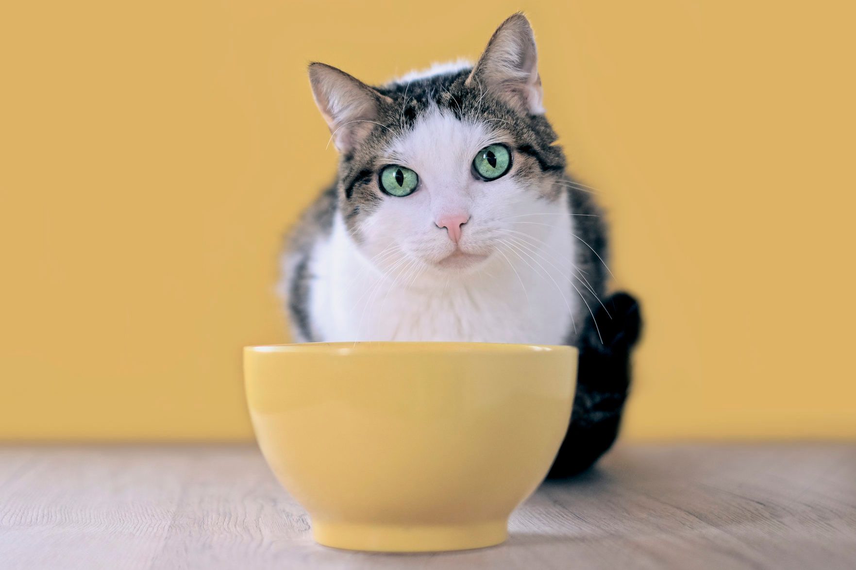Why Is My Cat Not Eating? Reader's Digest