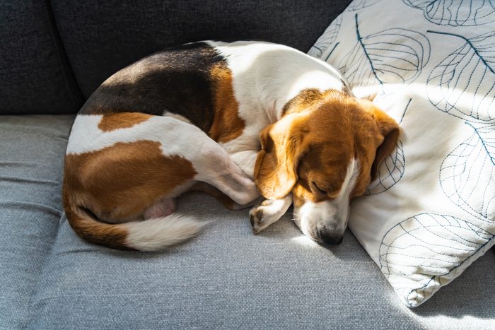 Adorable Beagle Dog Sleeps On A Sofa Under Blanket. Selective Focus,
