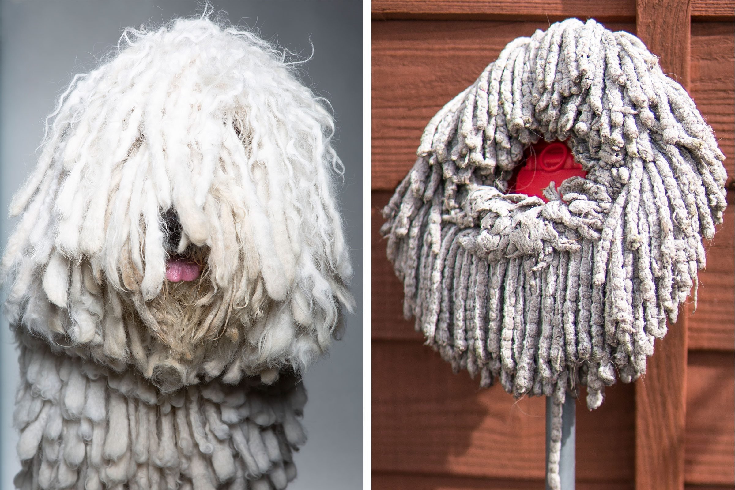 a portrait of a dog compared to a portrait of a mop