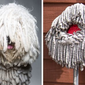 a portrait of a dog compared to a portrait of a mop