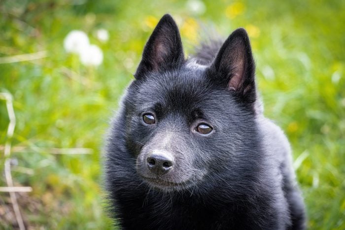 Black puppy dog on grass
