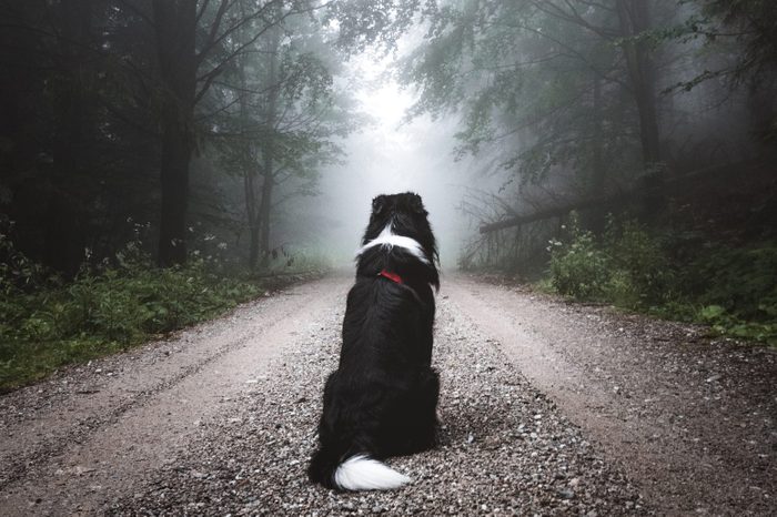 Rear View Of a dog sitting on a dirt road staring off into fog among the trees