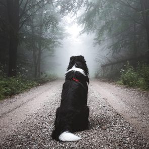 Rear View Of a dog sitting on a dirt road staring off into fog among the trees