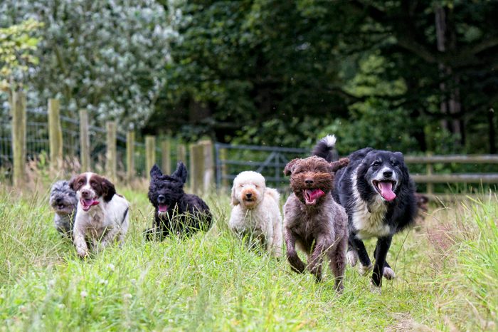 a few different dog breeds running and having fun