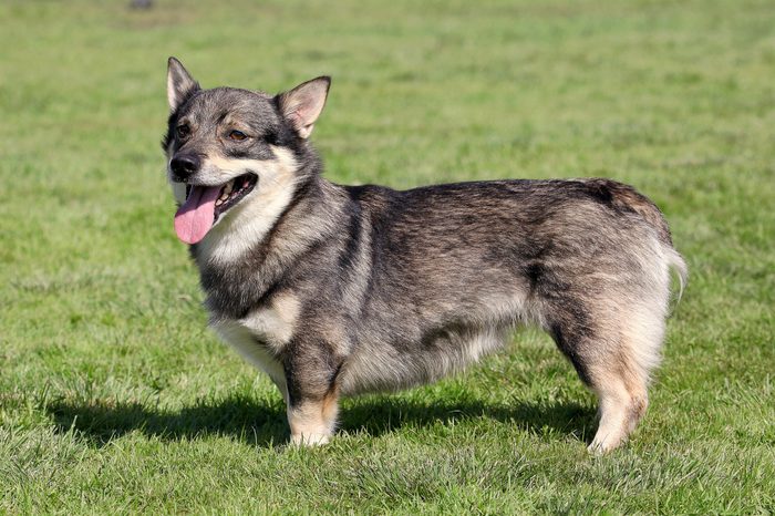 Swedish Vallhund standing on grass outside on a sunny day