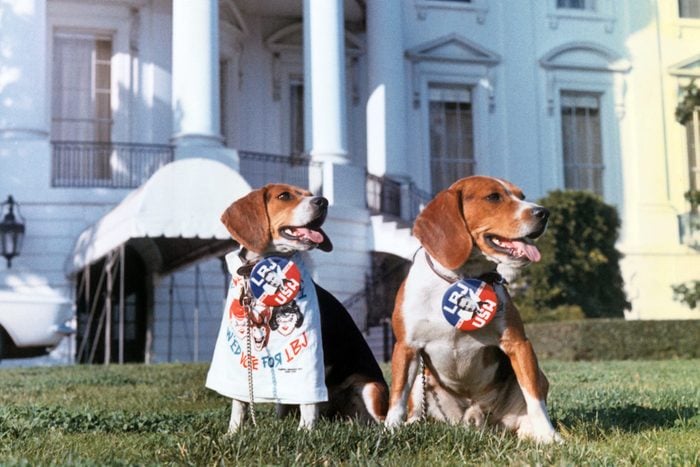 Beagles Campaigning for Lyndon B Johnson at White House