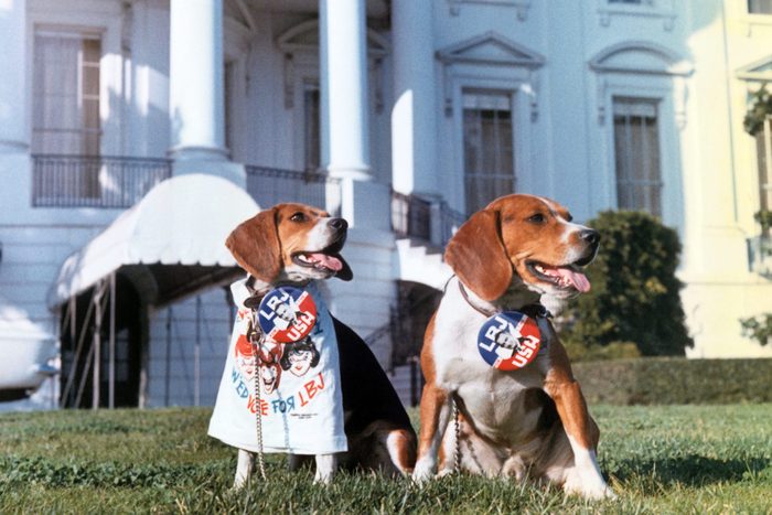 Beagles Campaigning for Lyndon B Johnson at White House