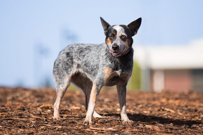 Cattle dog standing outdoors