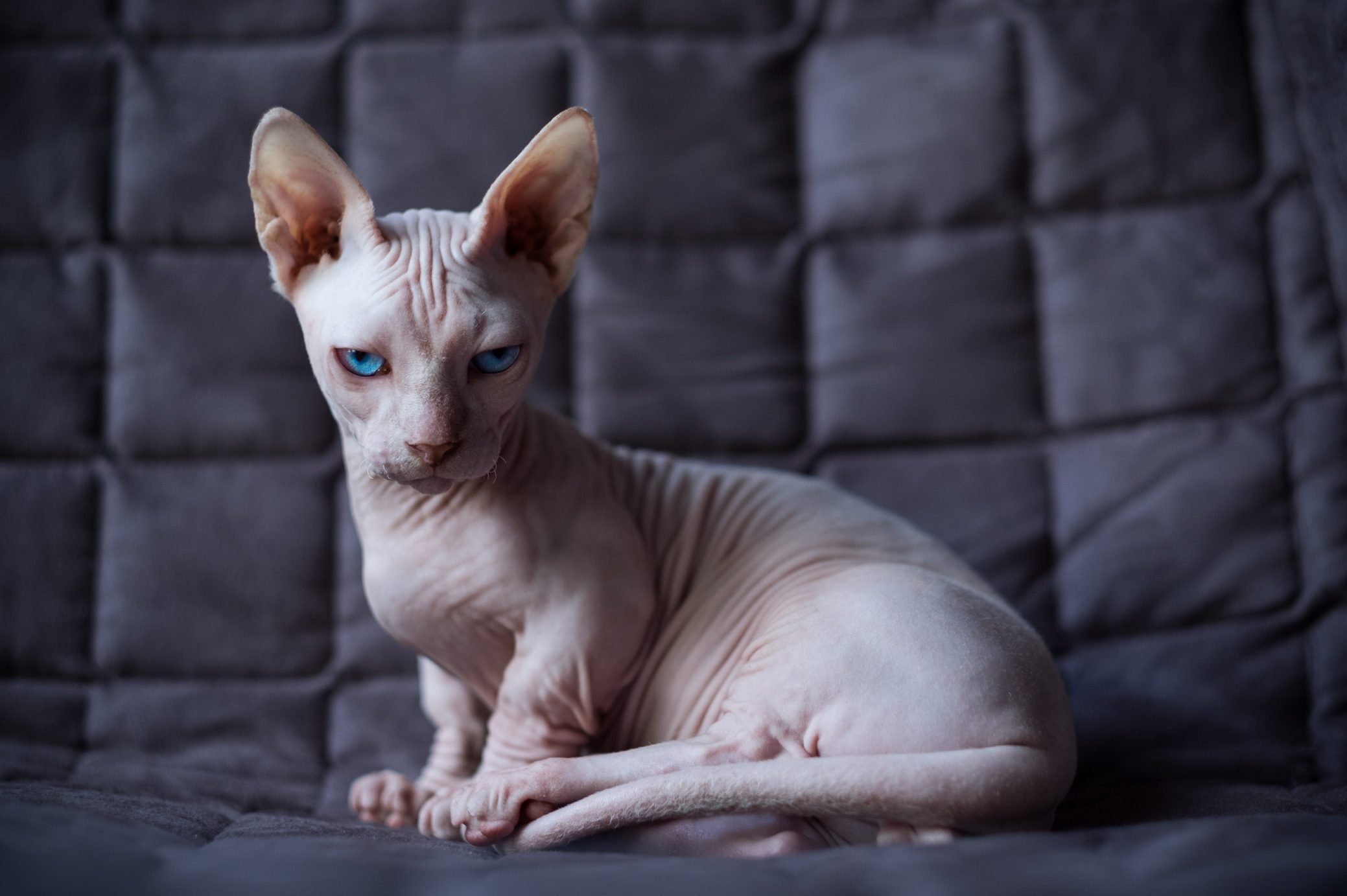 31 Ugly Cats That Are Still Cute | Reader's Digest