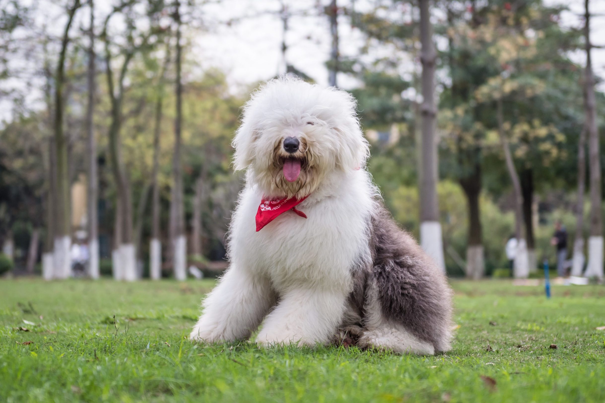 The Old English Sheepdog outdoors on the grass