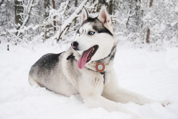 Close-Up Of Siberian Husky Relaxing in the snow