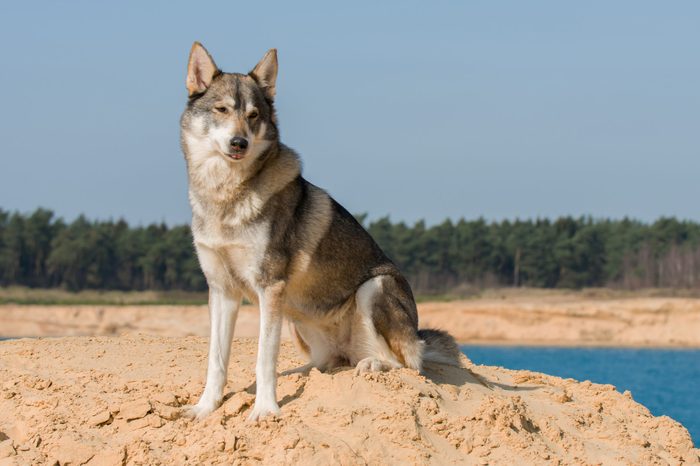 Tamaskan dog sitting on sand at the beach