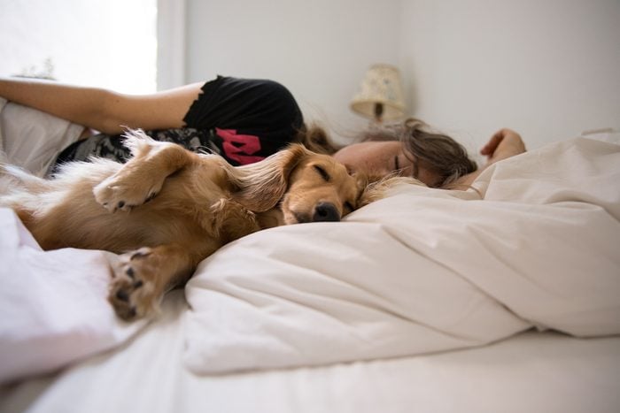 Long haired dachshund sleeping in bed with his human