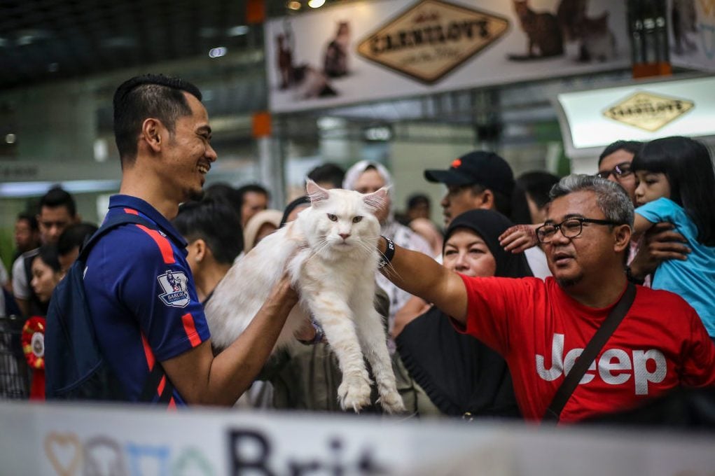 Malaysia Cat Expo 2017