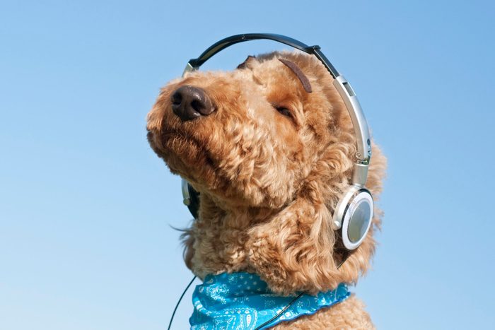 A dog listening to music with headphone