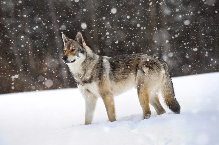 A wolf dog in the snow.