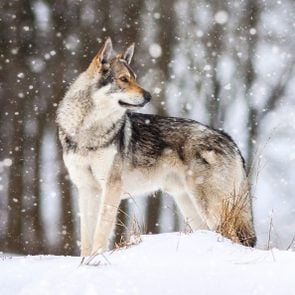 a dog that looks like a wolf standing in the snow