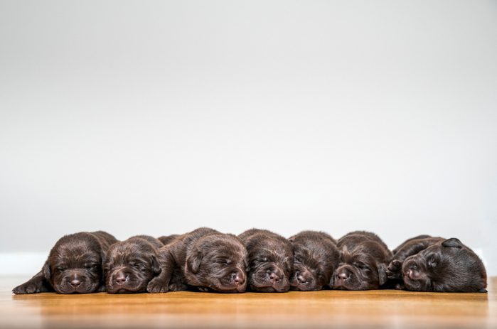 Labrador puppies laying against white background.