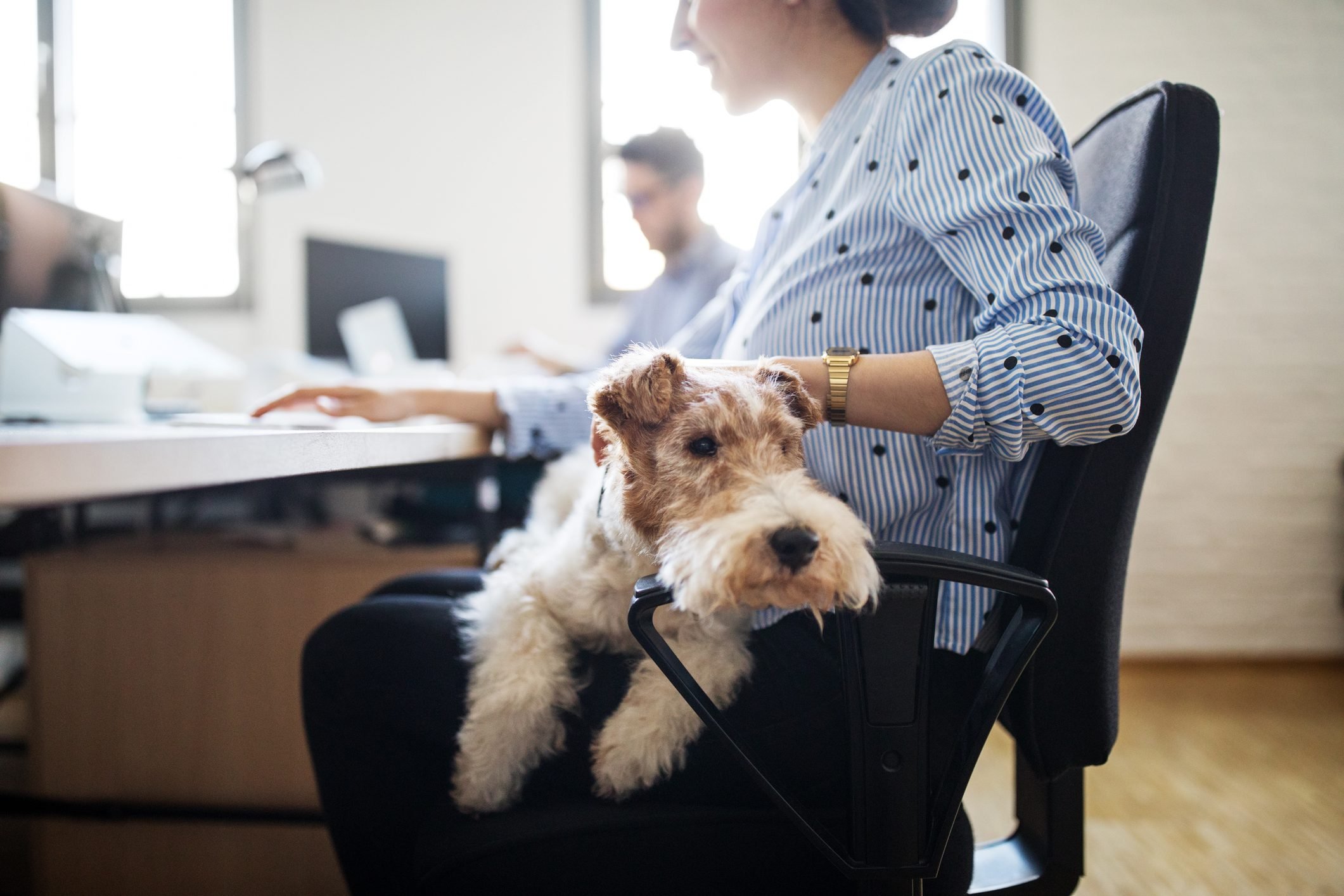 Businesswoman stroking dog sitting on lap
