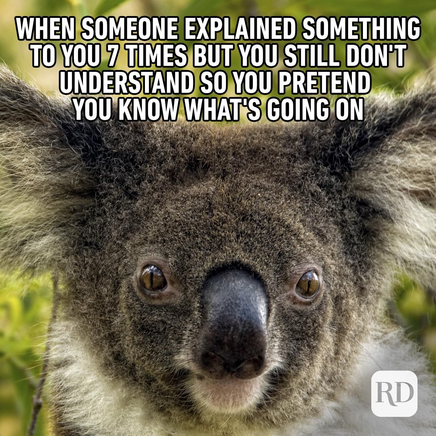 Image of Koala. Meme text: When someone explained something to you seven times but you still don't understand so you pretend to know what's going on.
