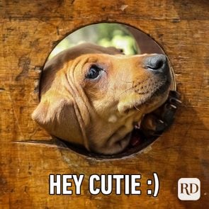 Dog peeking out of hole. Meme text: Hey cutie :)