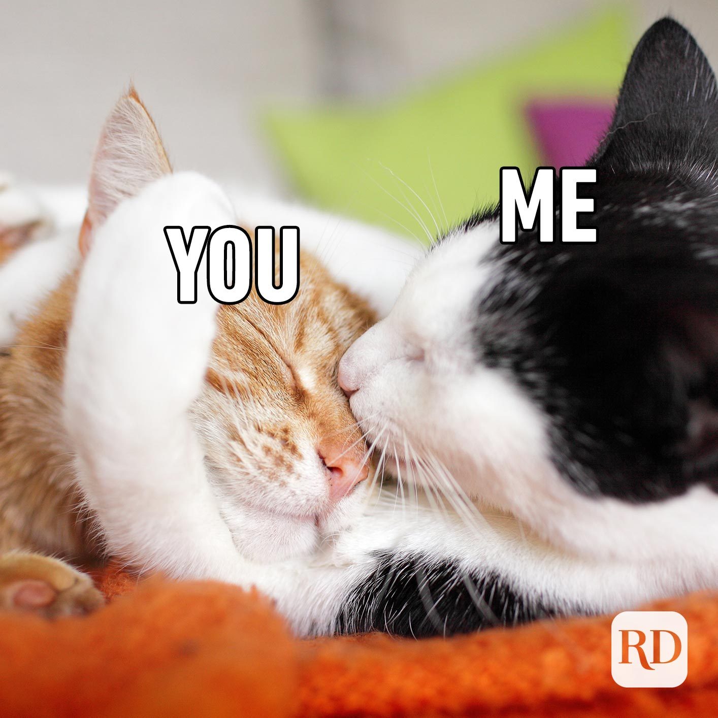 Two cats hugging. Meme text: You Me (have the You text over one cat and the Me over the other)