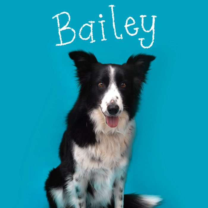 Most Popular Dog Names 2023 Bailey