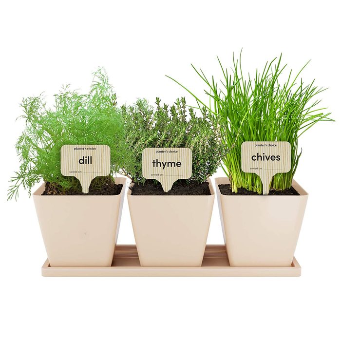dill, thyme, and chives in small beige pots