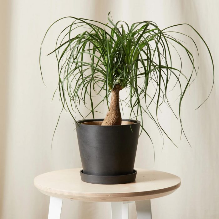Ponytail palm house plant