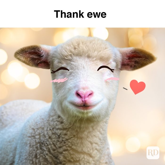 Sheep image with cute face doodled onto it. Meme text: Thank Ewe
