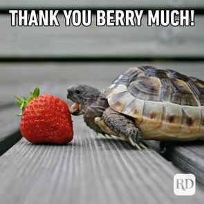 Turtle licking strawberry. Meme text: Thank you berry much!