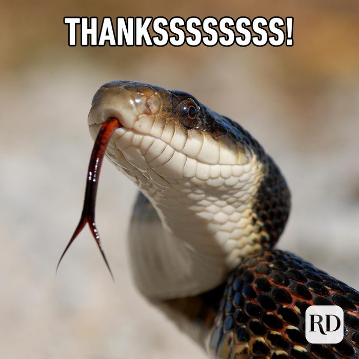 Snake sticking its tongue out. Meme text: Thankssssssss!