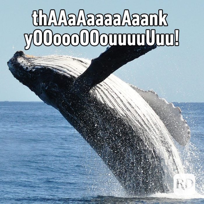 Whale jumping out of water while waving fin. Meme text: thAAaAaaaaAaank yOOoooOOouuuuUuu!