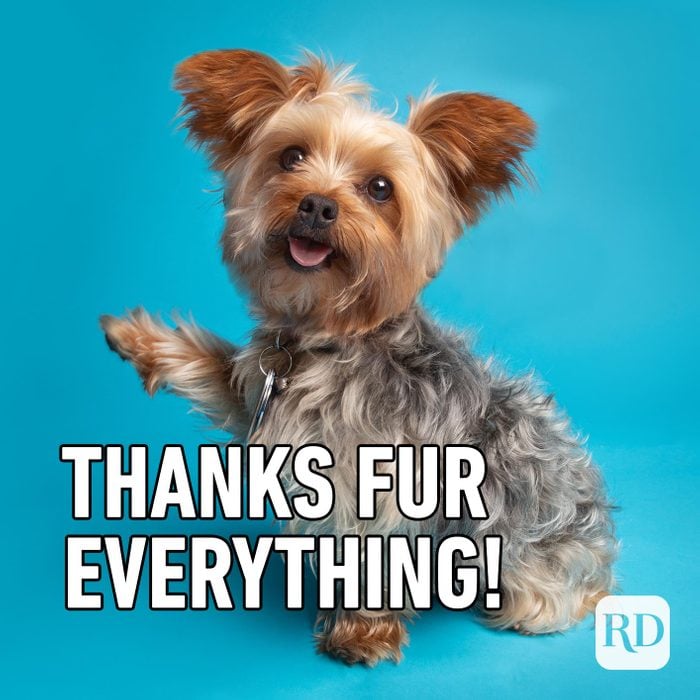 Cute dog waving paw in the air. Meme text: Thanks Fur Everything!