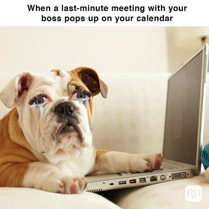 dog with laptop on couch, crying eyes added to the dog When a last-minute meeting with your boss pops up on your calendar