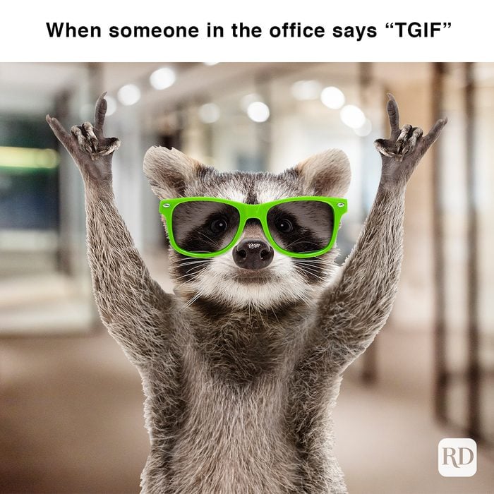 Funny Raccoon In Green Sunglasses Showing A Rock Gesture Isolated On White Background