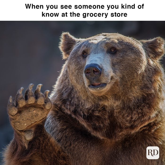 bear giving an awkward wave animal meme