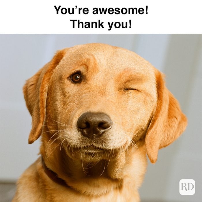 Dog winking. Meme text: You’re Awesome! Thank You! 