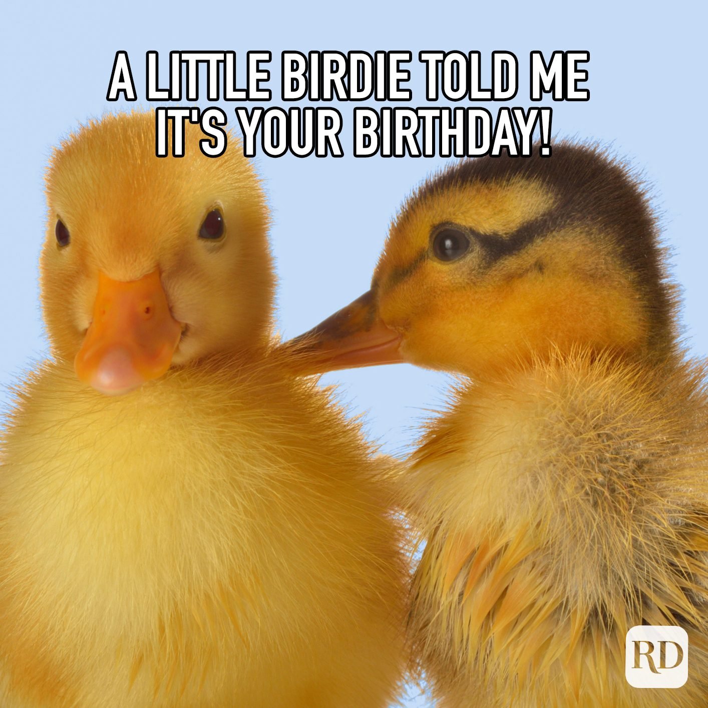 A Little Birdie Told Me Its Your Birthday Meme