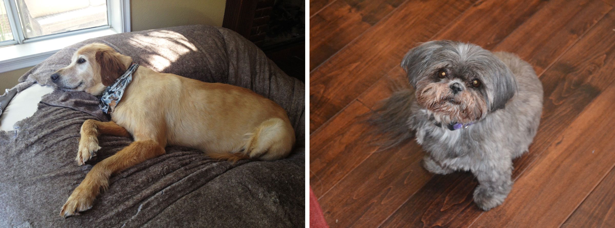 Malibu and Grandma, the dogs that received CBD treatment
