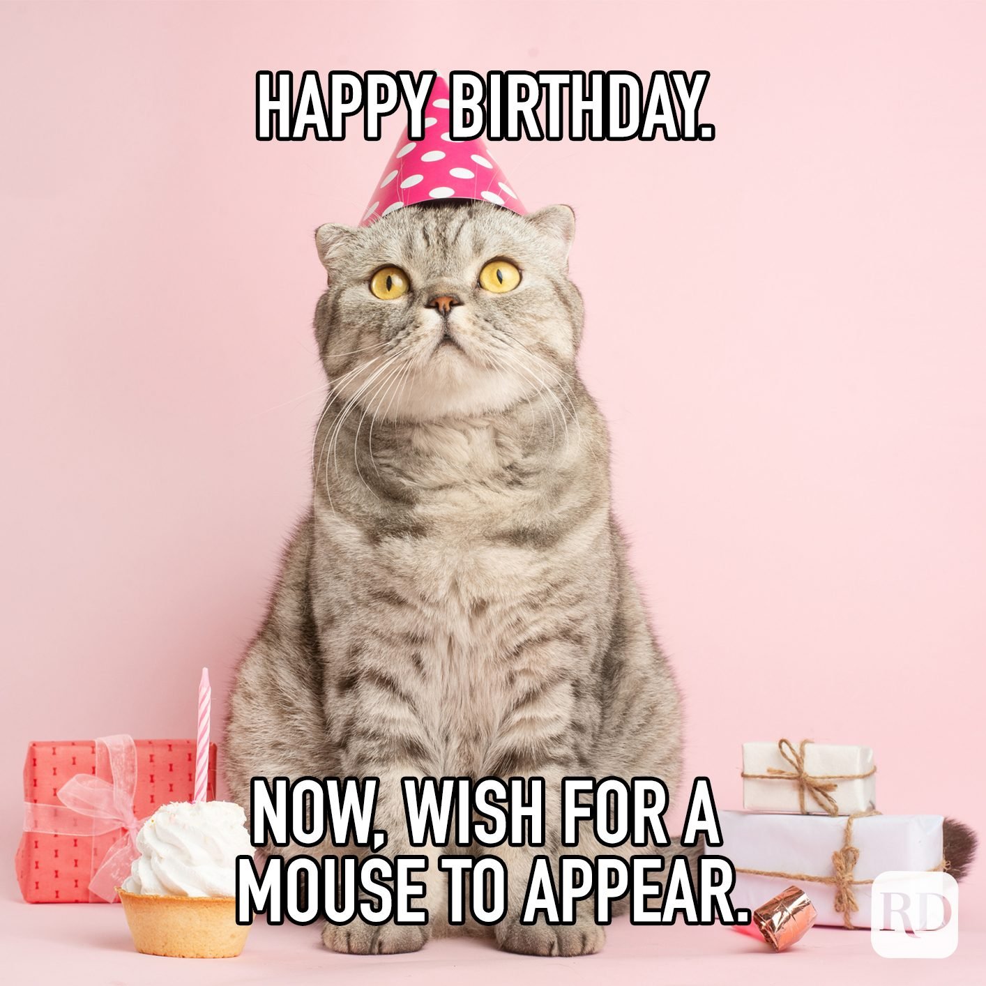 Happy Birthday Now Wish For A Mouse To Appear Meme