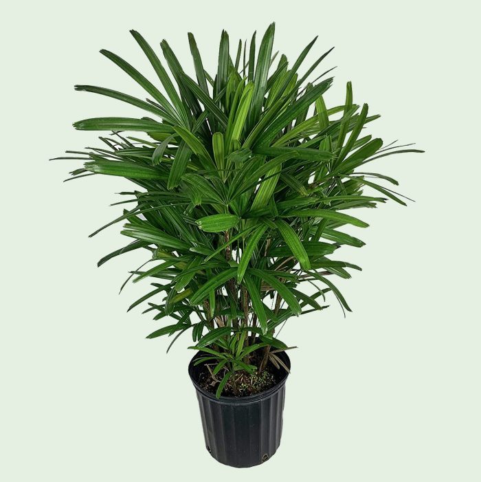 Lady palm house plant